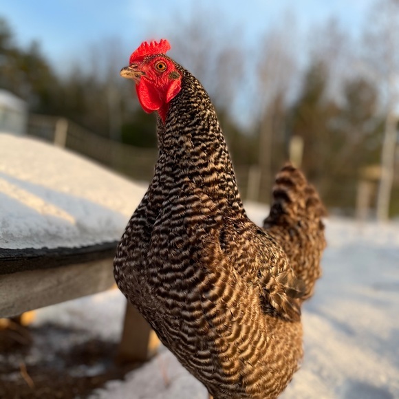 Meet the Posher Other - Meet your Posher, Eileen